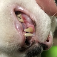 猫の口内病について

飼ってる猫のペロペロした後の匂いが、前と少し変わった気がして、口の中見たら、歯の根本が少し赤いです。 歯肉炎や歯周病などの口内病でしょうか？
病院受診したほうがいいでしょうか？