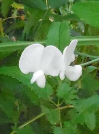 北海道で９月末に咲いた白い花 やや蘭に似た感じです 花の名前を教えてく Yahoo 知恵袋