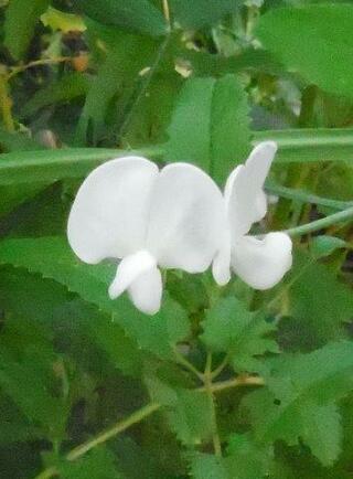 北海道で９月末に咲いた白い花 やや蘭に似た感じです 花の名前を教えてく Yahoo 知恵袋
