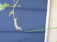 器量がいいってどういう意味でしょうか 器量 の意味は大きくわけて Yahoo 知恵袋