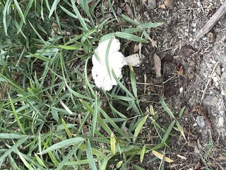この白い大きなキノコの名前わかりますか 愛知県の万博記念公園に生えてま Yahoo 知恵袋