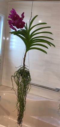 胡蝶蘭の植え替え水苔について バークについてギフトで頂いた胡蝶蘭があります も Yahoo 知恵袋