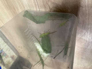 これは何の虫ですか 画像中央の虫 バッタでしょうか 鳴きま Yahoo 知恵袋