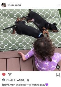 森泉さんのインスタなのですが この可愛いワンちゃんの犬種 わかりますか Yahoo 知恵袋