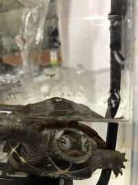 クサガメの子の目の周りや 首が 白いです 日光が足りないのでしょう Yahoo 知恵袋