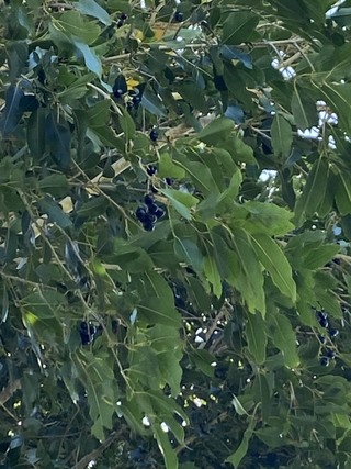 沖縄です 公園の木にブルーベリーのような実がなっていたのです Yahoo 知恵袋
