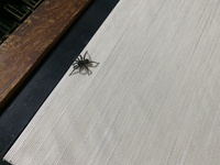 先程家に初めて見る大きい蜘蛛が出ました…
家に小さい子供がいるので毒とかがないか心配です… 調べてみても見つからないので教えて頂きたいです。