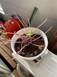 シクラメンの葉がひょろひょろ伸びて花は背が低く小さい花になってしまいます Yahoo 知恵袋