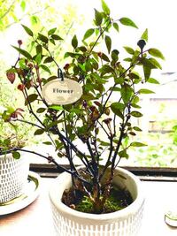 この植物は何という植物でしょうか 紫の花が咲いたあと赤い実がなり Yahoo 知恵袋