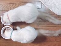 4カ月のラグドールについて質問です ピンクの首輪をつけた Yahoo 知恵袋