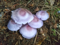 紫色のキノコですが ムラサキシメジ以外でありますか 庭に紫色 Yahoo 知恵袋