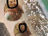 メダカ水槽をやっている者です先日 買ってきたヒメタニシを水槽に導入し Yahoo 知恵袋