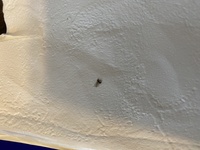 中古の戸建に引っ越したところ このような羽のついた虫が大量に Yahoo 知恵袋