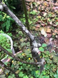 梅雨ごろからバラの幹に緑色のカビのようなものが付着しています そ Yahoo 知恵袋