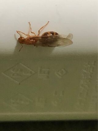 親指の爪の大きさ 大体1cm程 のハチ ブヨ のような虫が家に居ました Yahoo 知恵袋
