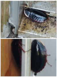 この虫はゴキブリでしょうか 見たことない大きなゴキブリ Yahoo 知恵袋