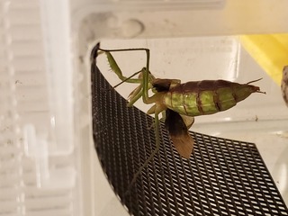 カマキリの このお腹大丈夫ですか 2日前に小さめのコオロギを Yahoo 知恵袋