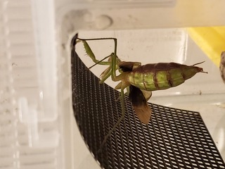 カマキリの このお腹大丈夫ですか 2日前に小さめのコオロギを Yahoo 知恵袋