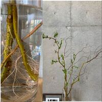 雲竜柳の育て方について 水耕栽培の水が腐ってしまい どうした Yahoo 知恵袋