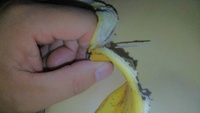 バナナの尻尾の方にあるこの黒筋って何なんでしょうか？
取ると黒い筋も一緒に外れますよね？
バナナの種か何かでしょうか？ 