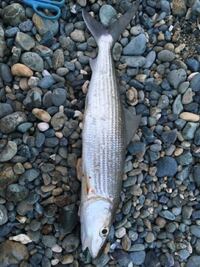 釣って食った魚がまずかった 先日 たまたまやったショアジギングで30cm Yahoo 知恵袋