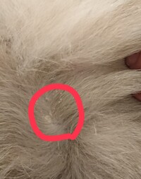 これは猫のフケでしょうか 猫の毛の根元に 画像のような白いカ Yahoo 知恵袋