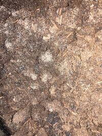 カブトムシの蛹がいるのですが 今日気がついたら 土に小さい虫 ダニ がわいて Yahoo 知恵袋