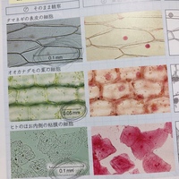 中学年の理科の問題です タマネギの表皮ととオオカナダモの葉の細胞の 共通点を Yahoo 知恵袋