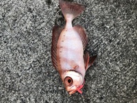 海釣り餌の自己採取について イソメ見たいなミミズ系や ジャコ や Yahoo 知恵袋