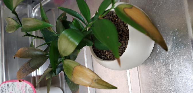 ナギの木を葉焼けさせてしまいました 焼けてしまった葉っ Yahoo 知恵袋