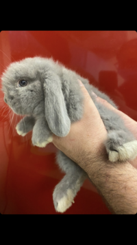 至急 ホーランドロップを飼おうと思ってます が 今日かわいい Yahoo 知恵袋