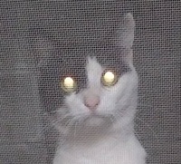 猫って 顔つきでオスかメスか分かりますか この写真の猫はオス Yahoo 知恵袋