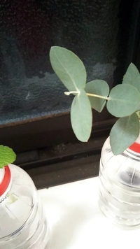 この植物はユーカリで合っていますか 葉をこするといい匂いがたしかにしま Yahoo 知恵袋