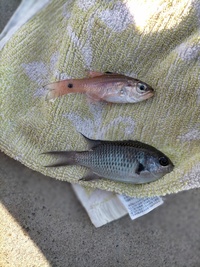 この魚食べられますか 上 ネンブツダイ 食べられます Yahoo 知恵袋