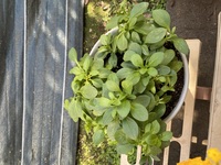 ペニュニアについて１ヶ月ほど前に８号サイズほどの綺麗に花がつ Yahoo 知恵袋