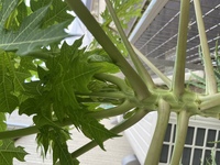 パパイヤの実がなりません パパイヤの実がなりません ２本あって ひと Yahoo 知恵袋