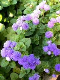 この花の名前は何でしょうか キク科のアゲラタムでしょう Yahoo 知恵袋