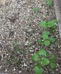 これは何の芽ですか コキアを植えている花壇にたくさんの芽がでていました Yahoo 知恵袋