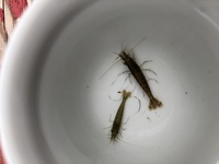 川エビの飼育教えて下さい 子供が川で捕まえたエビを貰って帰って来たのですが Yahoo 知恵袋