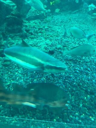 これはなんという生物ですか 新江ノ島水族館で見ました サメのよう Yahoo 知恵袋