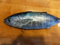 この魚の名前を調べています 昨日釣った魚で カツオっぽいのですが縞模様 Yahoo 知恵袋