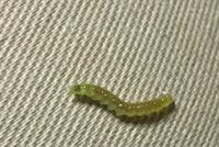 服にムカデみたいな の幼虫がいました これはなんの幼虫ですか Yahoo 知恵袋