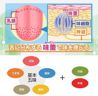 人間よりも 味覚の優れた生物は存在しますか それとも存在しな Yahoo 知恵袋