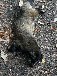 閲覧注意 動物の死体がでます 道で動物の死体を見たので Yahoo 知恵袋