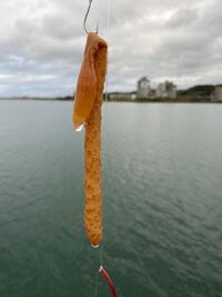 海で釣ったこの生物はなんですか 黄色くて ぶよぶよしています Yahoo 知恵袋