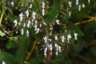 この白い小花がたくさん咲いている植物の名前を教えてください よろしくお Yahoo 知恵袋