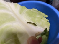 この青虫はなんの幼虫でしょうか モンシロチョウ等の青虫にして Yahoo 知恵袋