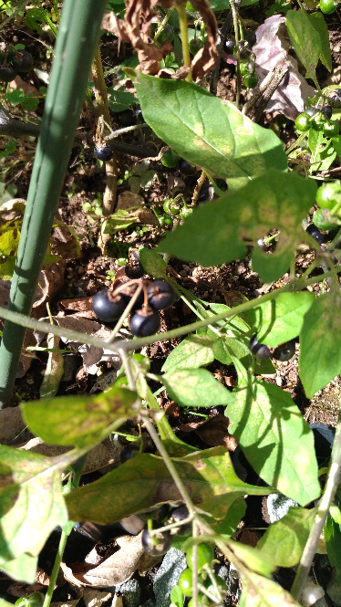 この植物なんですか 青い実がなってます Yahoo 知恵袋