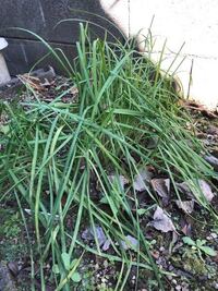 ニラの育て方について 瀕死状態だったニラを植え替えして元気になり Yahoo 知恵袋