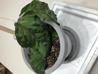 観葉植物の抜き苗が今日届いたのですがかなり元気がなく土に戻し Yahoo 知恵袋